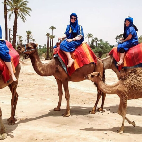 Camel Riding in Palmeraie Marrakech